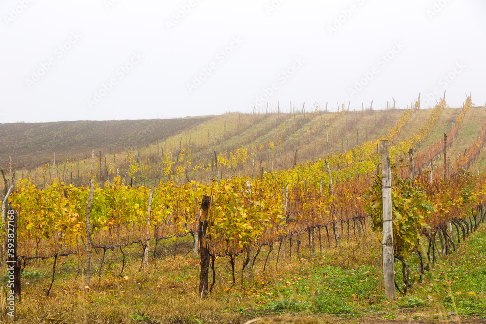 Winery and wine yard in Kakheti, Georgia. Landscape of grape trees valley