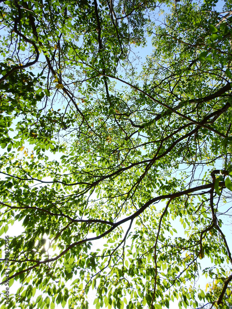tree of spring season, green leaf on branch with sunlight tree of spring season, green leaf on branch with sunlight