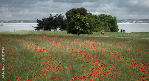 POPPY FIELD IN THE SPRING