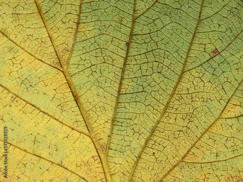 autumn leaf texture ( Bastard Teak, Bengal Kino, Kino Tree, Flame of the Forest )