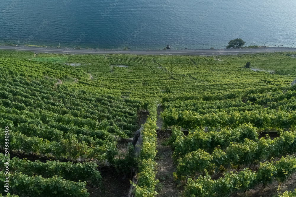 Terraced vineyard on the shores of Lake Geneva, in the region of Lausanne