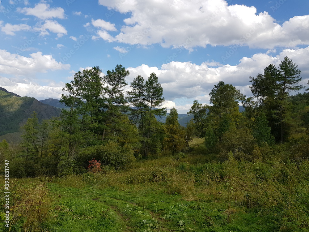 forest in the mountains