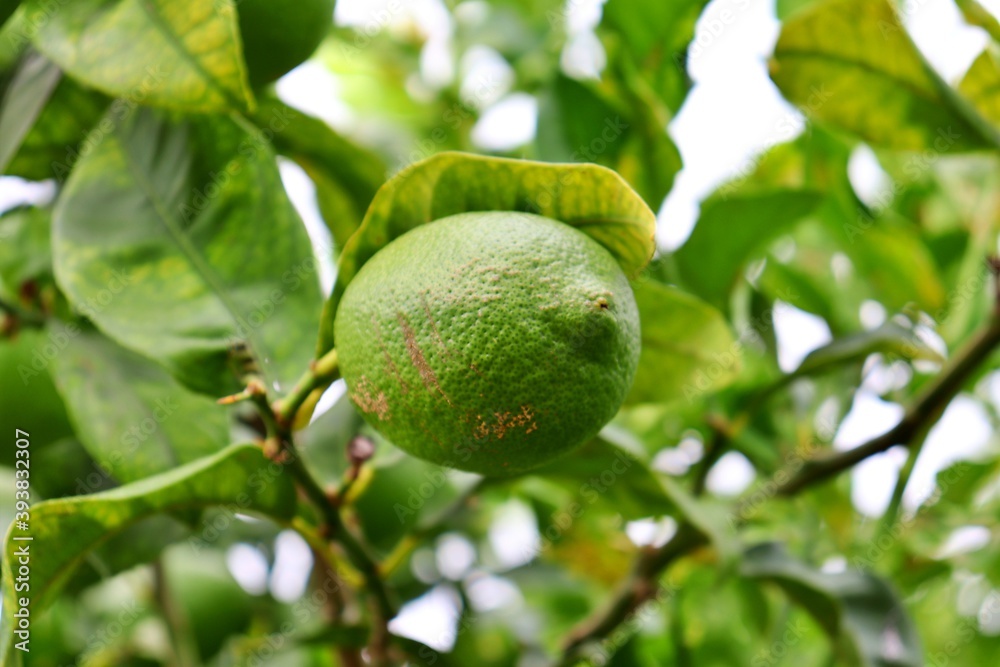 closeup detail of a lemon hanging from the tree branch. Citrus cultivation closeup detail of a lemon hanging from the tree branch. Citrus cultivation