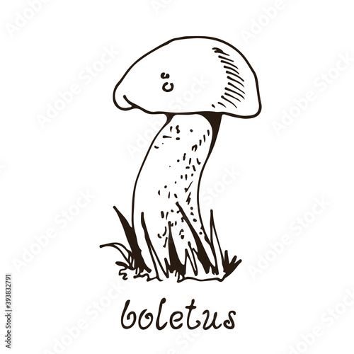 Forest mushoom, vector hand drawn Porcino (Porcini), fungus nature drawing isolated on white background