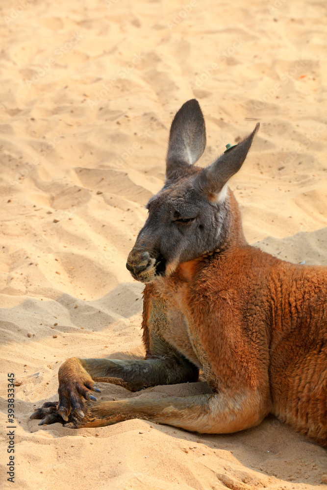 Fototapeta premium Kangaroo resting in the sand Park of China