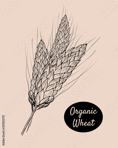 Hand drawn wheat with cereals in retro style. Vector