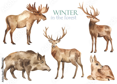 Watercolor set with forest animals elk, deer, wild boar on a white background