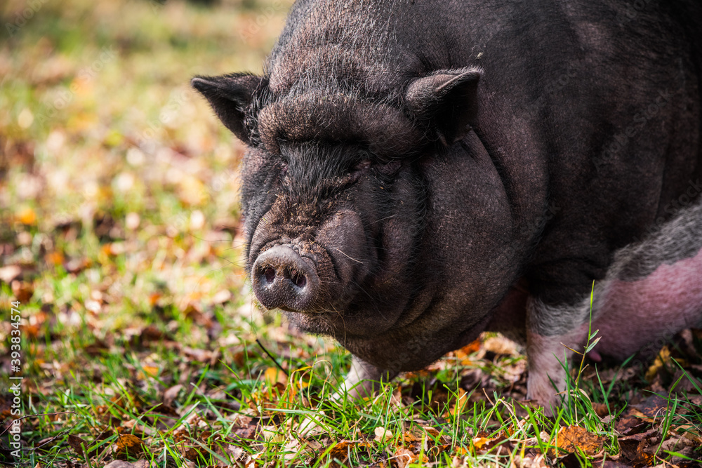 Big Vietnamese black pig close up profile portrait Big Vietnamese black pig close up profile portrait