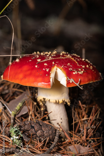 poisonous mushroom named amanita muscaria in its natural environment photo