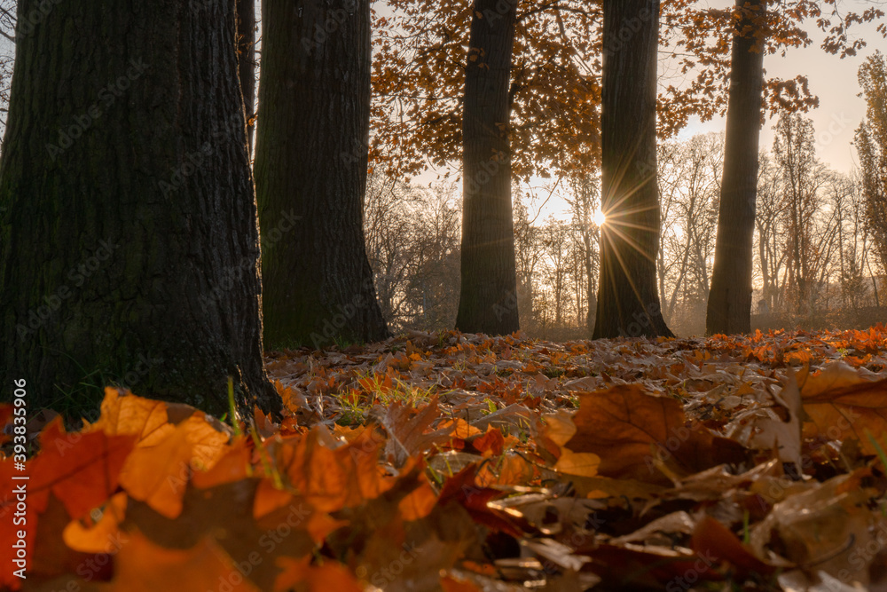 Fototapeta premium autumn in the park
