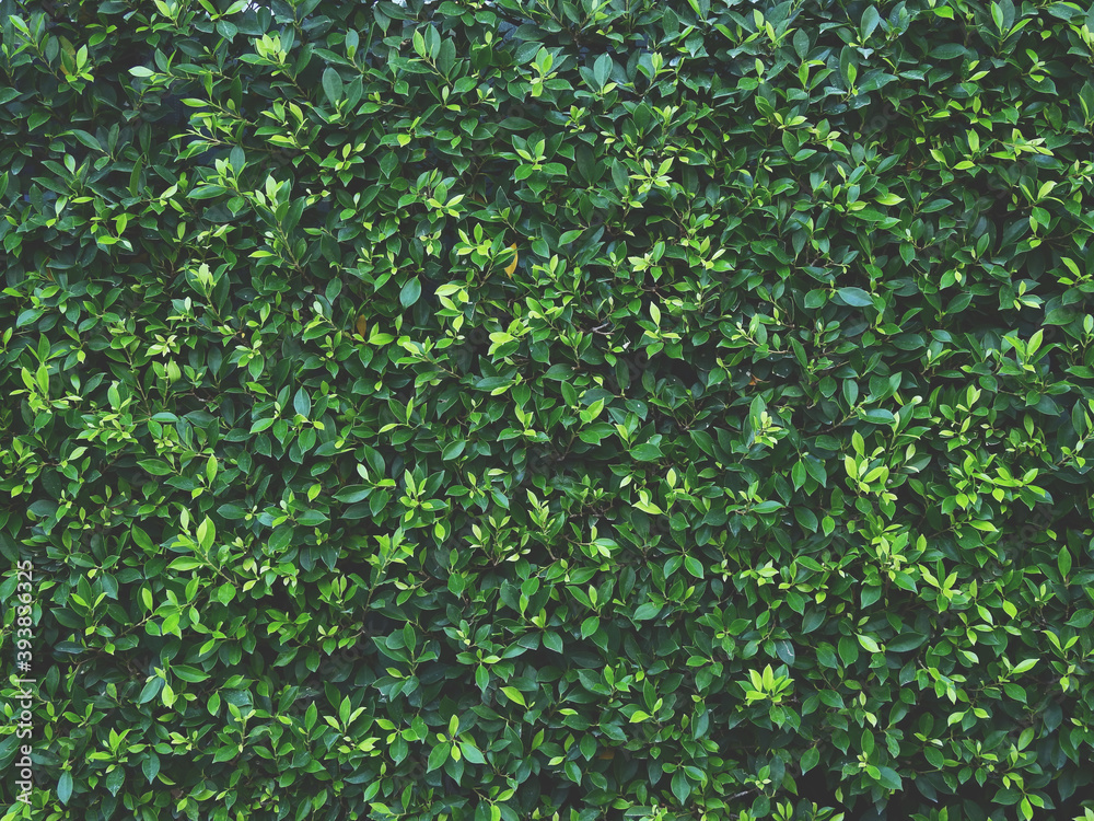 Ornamental shrub, green leaf of bush wall background Stock Photo