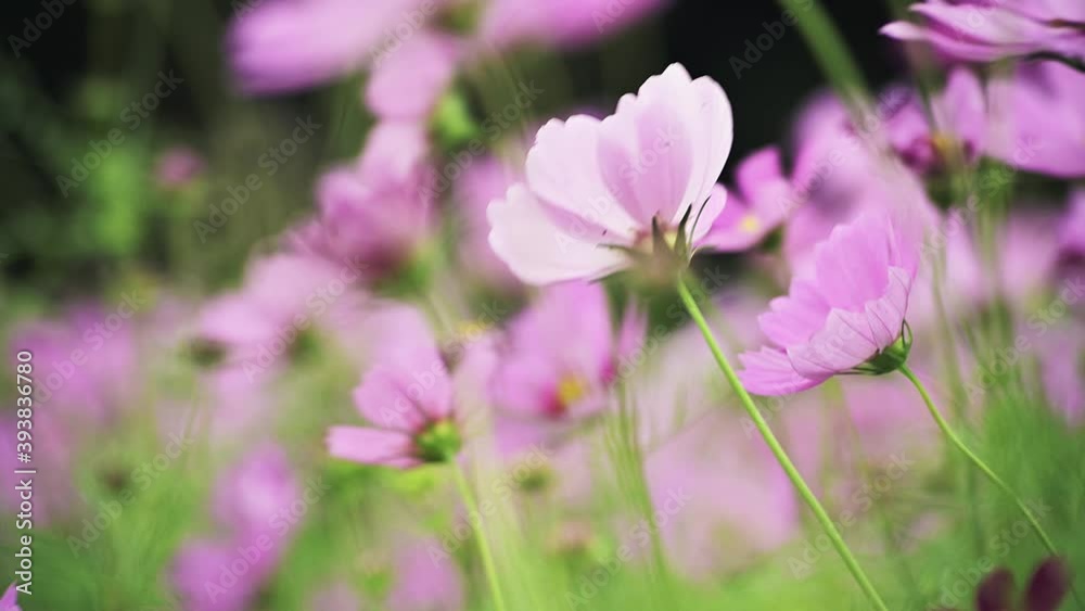 Cosmos Flowers Viewing at Guandu, Taipei in Taiwan. Farmers plant cosmos during the fallow period of rice. It can restore soil fertility and also be used as fertilizer. The beautiful scenery in autumn Cosmos Flowers Viewing at Guandu, Taipei in Taiwan. Farmers plant cosmos during the fallow period of rice. It can restore soil fertility and also be used as fertilizer. The beautiful scenery in autumn