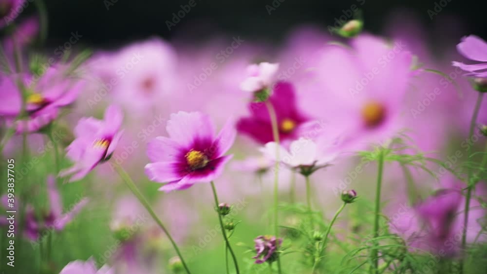 Cosmos Flowers Viewing at Guandu, Taipei in Taiwan. Farmers plant cosmos during the fallow period of rice. It can restore soil fertility and also be used as fertilizer. The beautiful scenery in autumn Cosmos Flowers Viewing at Guandu, Taipei in Taiwan. Farmers plant cosmos during the fallow period of rice. It can restore soil fertility and also be used as fertilizer. The beautiful scenery in autumn