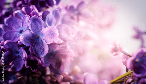 Beautiful purple lilac flowers. Macro photo of lilac spring flowers.