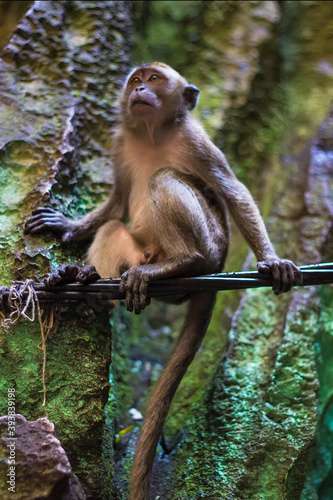 Photography Macaque (Macaca fascicularis) monkey in Batu Caves, Kuala Lumpur, Malaysia