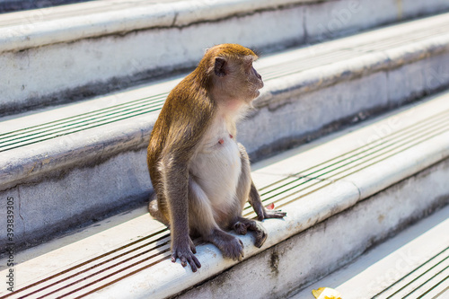 Photography Macaque (Macaca fascicularis) monkey in Batu Caves, Kuala Lumpur, Malaysia
