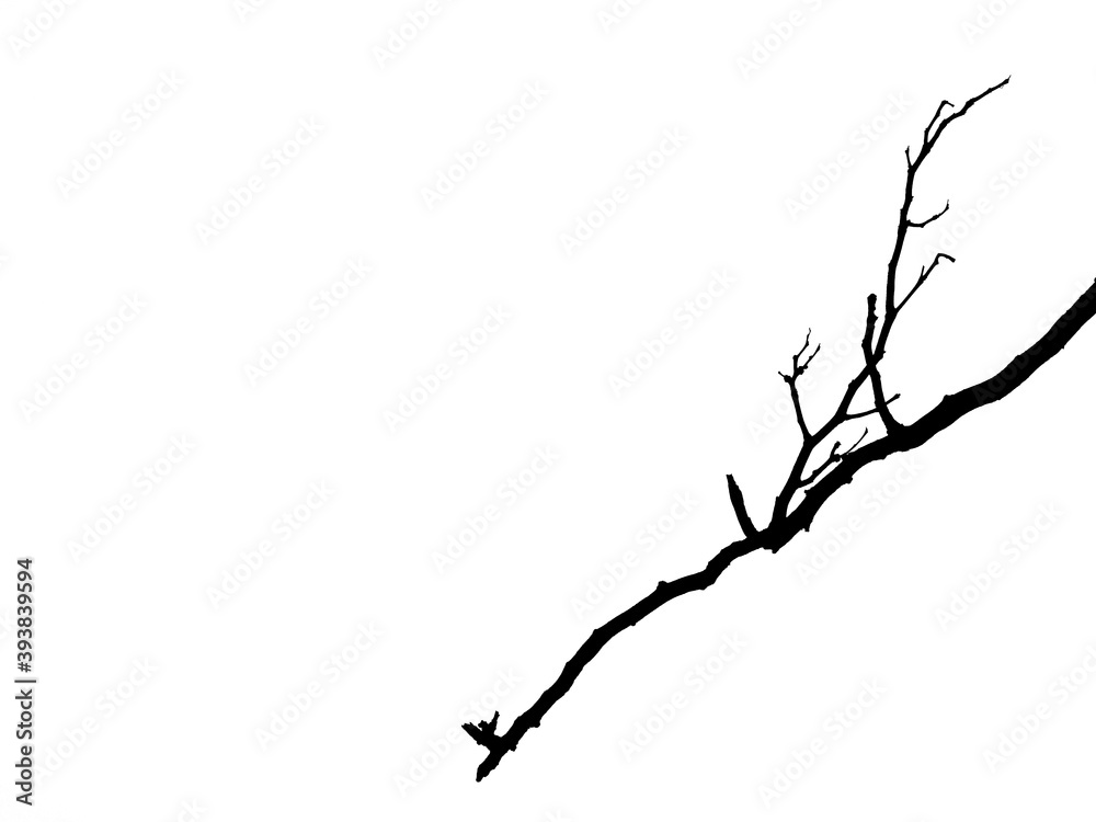 dry branch tree silhouette isolated on white background