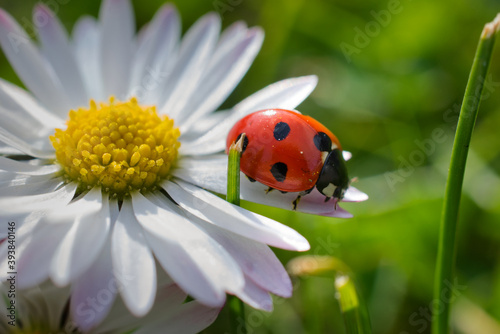 ladybug sitting on a daisy flower