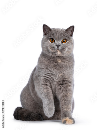 Impressive blue tortie British Shorthair cat, sitting facing front with one paw playful in air. Looking towards camera with amazing orange eyes. Isolated on white background.