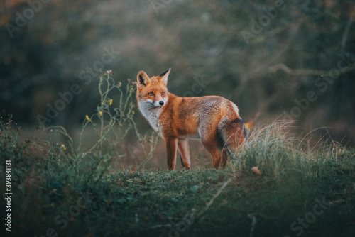 Red Fox in the grass photo