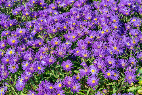 Quadro su tela Aster amellus 'Veilchenkonigin' (Violet Queen) a purple blue herbaceous perennia