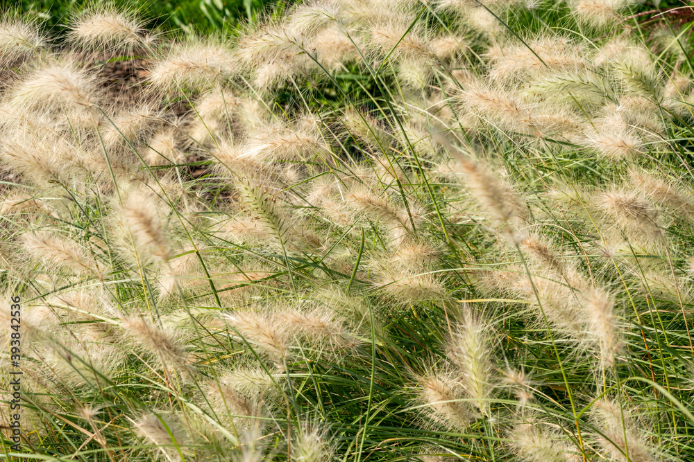 Pennisetum villosum 'Cream Falls' plant commonly known as feathertop grass Pennisetum villosum 'Cream Falls' plant commonly known as feathertop grass