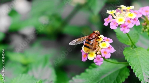 Hornet mimic hoverfly (volucella zonaria) feeding off a flower and flying off in slow motion - selective focus