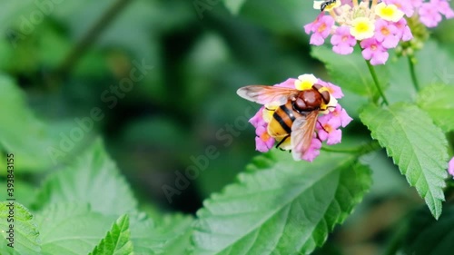 Hornet mimic hoverfly (volucella zonaria) feeding off a flower medium shot - selective focus