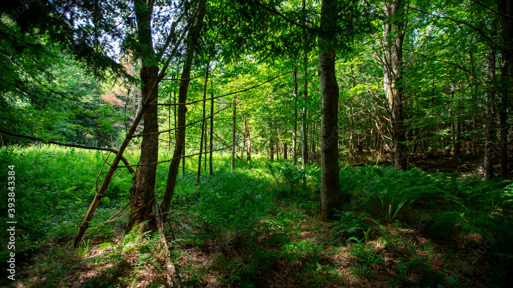 Woodlands in Cambridge Vermont, summer 2020