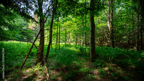 Woodlands in Cambridge Vermont, summer 2020