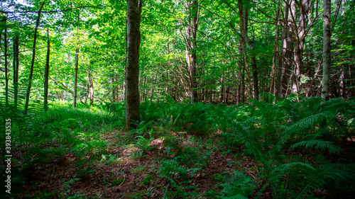 Woodlands in Cambridge Vermont, summer 2020