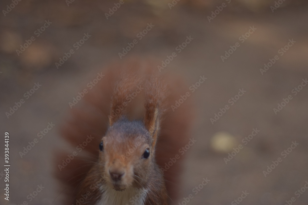 Obraz premium Funny squirrel close-up