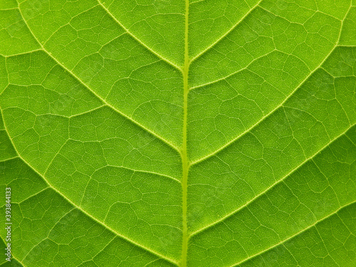 close up view of green leaf texture