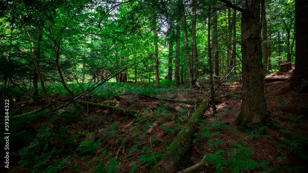 Woodlands in Cambridge Vermont, summer 2020 Woodlands in Cambridge Vermont, summer 2020