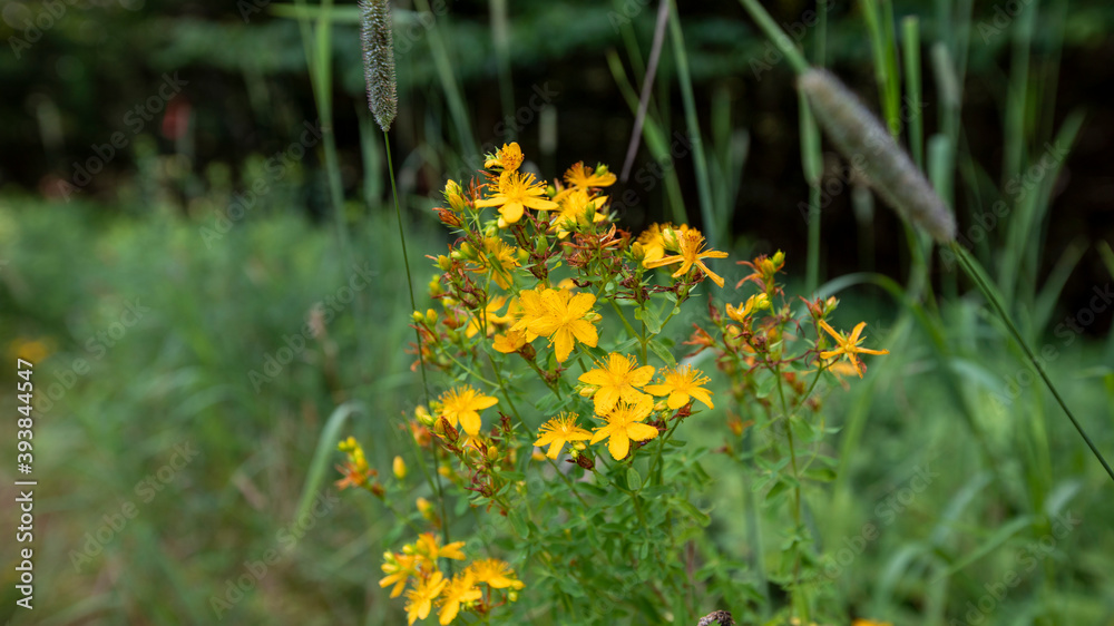 yellow flowers in a meadow yellow flowers in a meadow