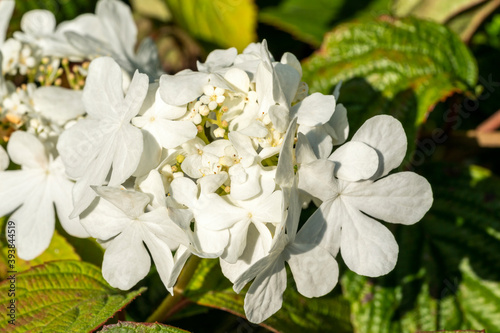 Viburnum plicatum forma tomentosum 'Shasta' a white spring summer flowering shrub commonly known as doublefire stock photo image photo