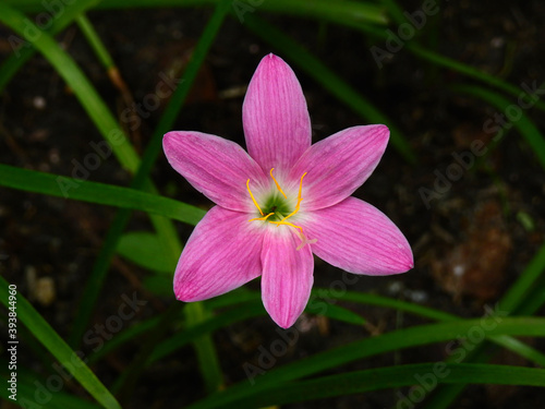 beautiful pink rain lily   Zephyranthes grandiflora   flower on the ground