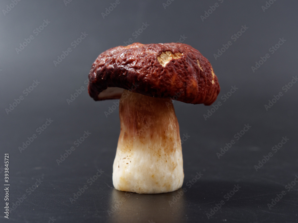 gray-headed boletus mushroom with a brown cap and a thick leg on a dark background in the studio gray-headed boletus mushroom with a brown cap and a thick leg on a dark background in the studio
