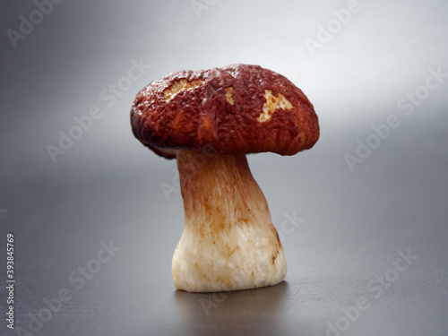 gray-headed boletus mushroom with a brown cap and a thick leg on a dark background in the studio