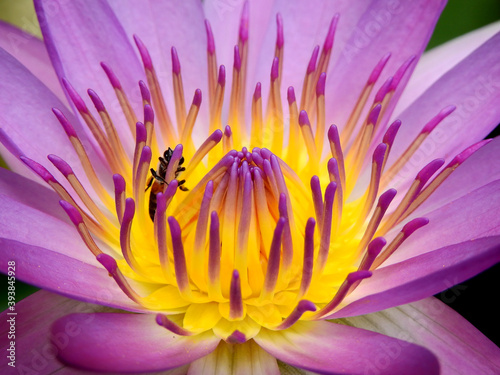 pollen of purple lotus blooming with bee - close up view