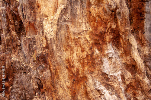 Old rotten wood alder. Old weathered mouldering tree. Weathered tree destruction. Background or texture. Decay of wood - original natural texture alder.