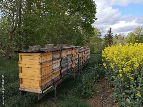 Honigbienen im Frühjahr