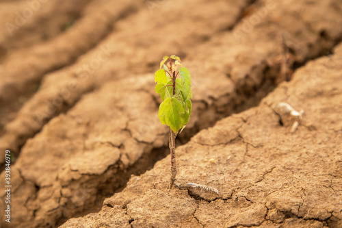 Little young green plant, tree on dry cracked soil, dried earth