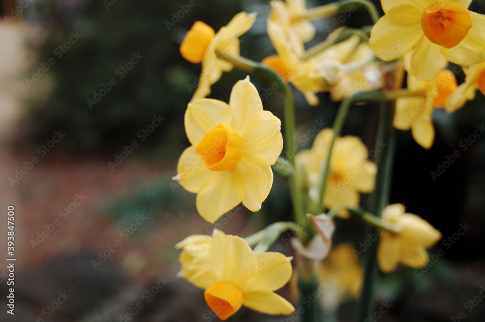 활짝 핀 노란 수선화 꽃