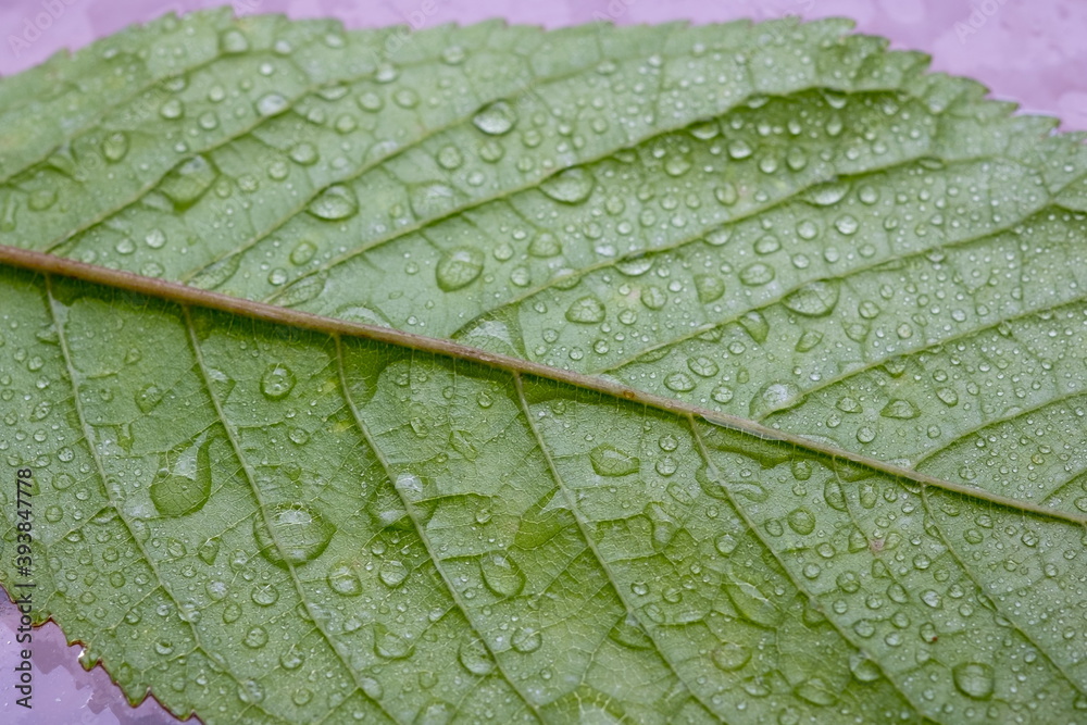 Fototapeta premium Green leaf with rain drops of water