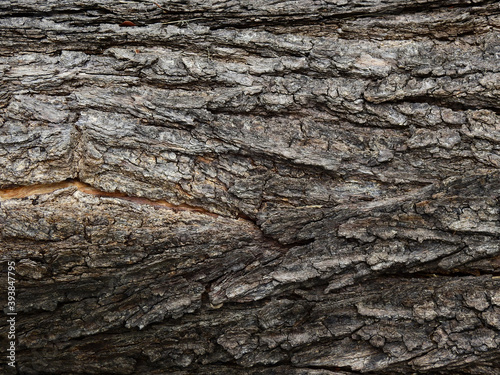 texture of dry bark tree
