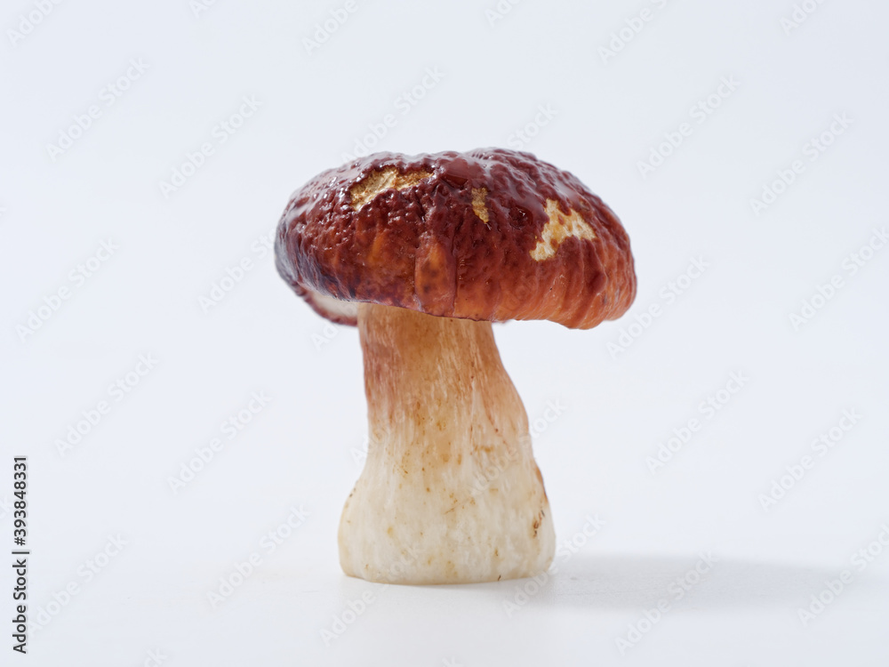 boletus mushroom with a brown cap and a thick leg on a white background in the studio boletus mushroom with a brown cap and a thick leg on a white background in the studio