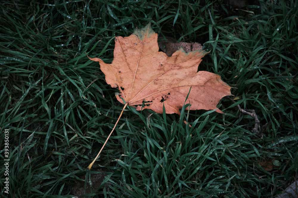 the first yellow leaf lies on green grass in autumn