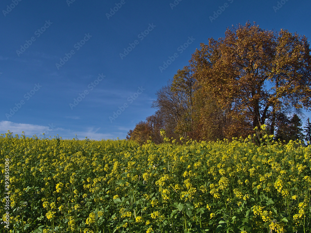Φωτογραφία Beautiful rapeseed (brassica napus) field with yellow colored blossom in autumn season with discolored orange trees in background on sunny day with blue sky in autumn season in Black Forest, Germany