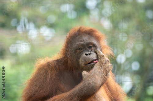 portrait of a orangutan